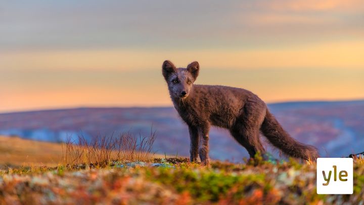 Pohjolan päivä: 11.01.2021 06.00