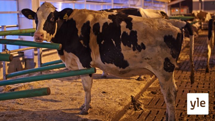 Suomalainen maitotila haluaa olla tehokas ja kehittää lehmien hyvinvointia: 03.03.2021 11.14