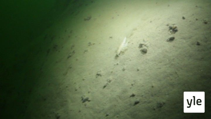 Itämeri pintaa syvemmältä: 08.03.2021 00.01