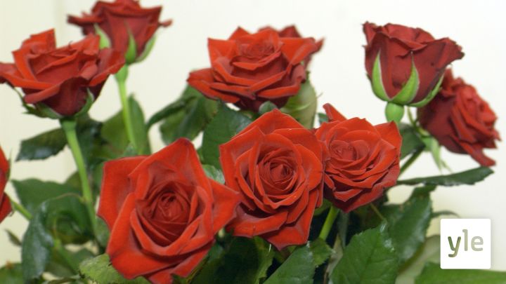 Naistenpäivän ruusukimppu jaossa - kukahan yllättyy tällä kertaa?: 08.03.2021 08.53