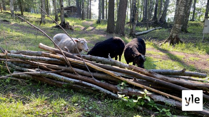 Ärjänsaaressa lammaspaimenena: Ei sähköjä tai juoksevaa vettä, laske lampaat päivittäin ja huolehdi niiden hyvinvoinnista: 21.06.2021 10.20