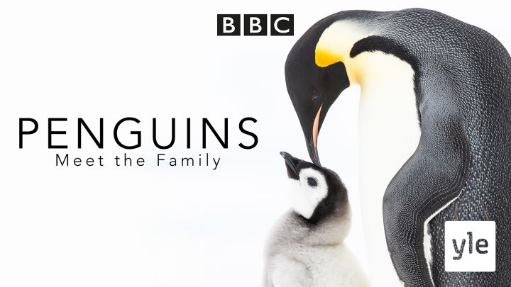 Avara luonto: Pingviinien elämää: 03.01.2022 06.00