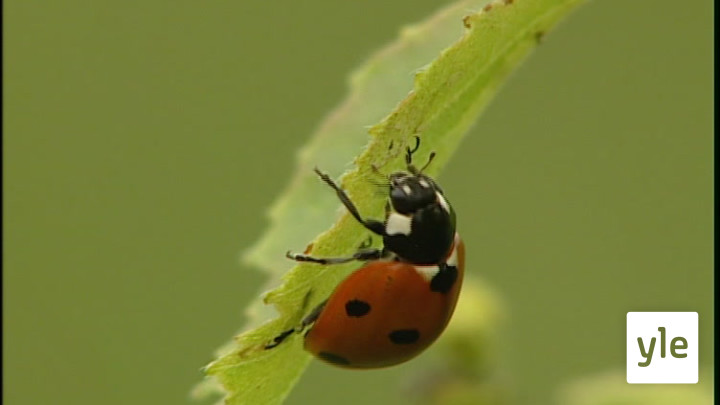 Raitoja, pilkkuja vai karvoja: 26.05.2020 17.48