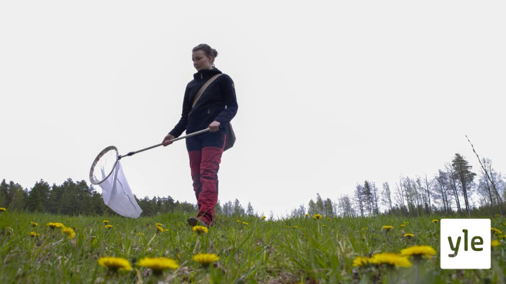 Kimalaisseuranta selvittää, ovatko pölyttäjät vähentyneet Suomessa: 28.05.2020 11.40