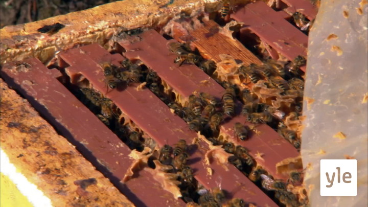 Pelastetaan pölyttäjät: 31.05.2020 00.01
