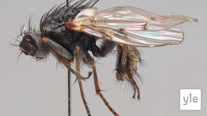 Pia med flera podcast