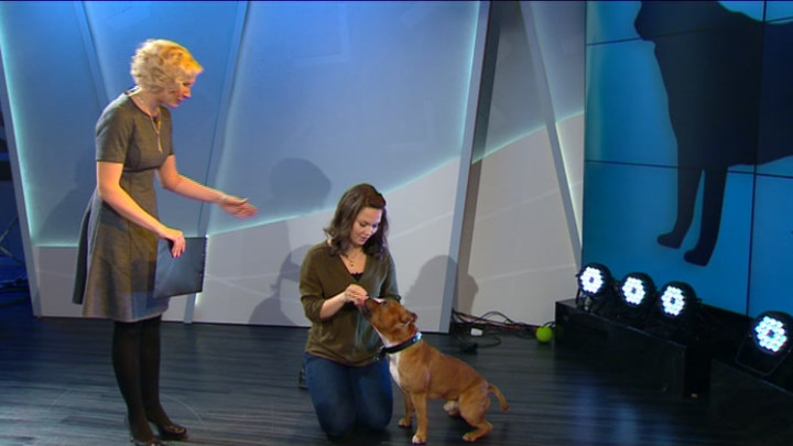 Mitä koiran kanssa voi harrastaa?