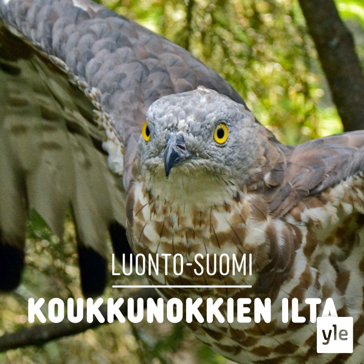 Koukkunokkien ilta