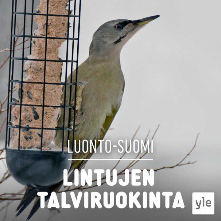 Lintujen talviruokinta