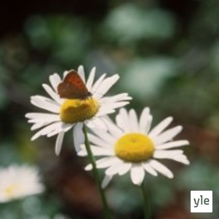 Luontoretkien luonnontuntemus on vaihtunut ympäristökasvatukseen