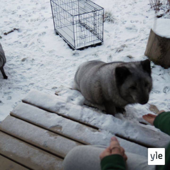 Jokapaikan Reetta: Eläinsuojelukeskus Tuulispäässä Somerolla
