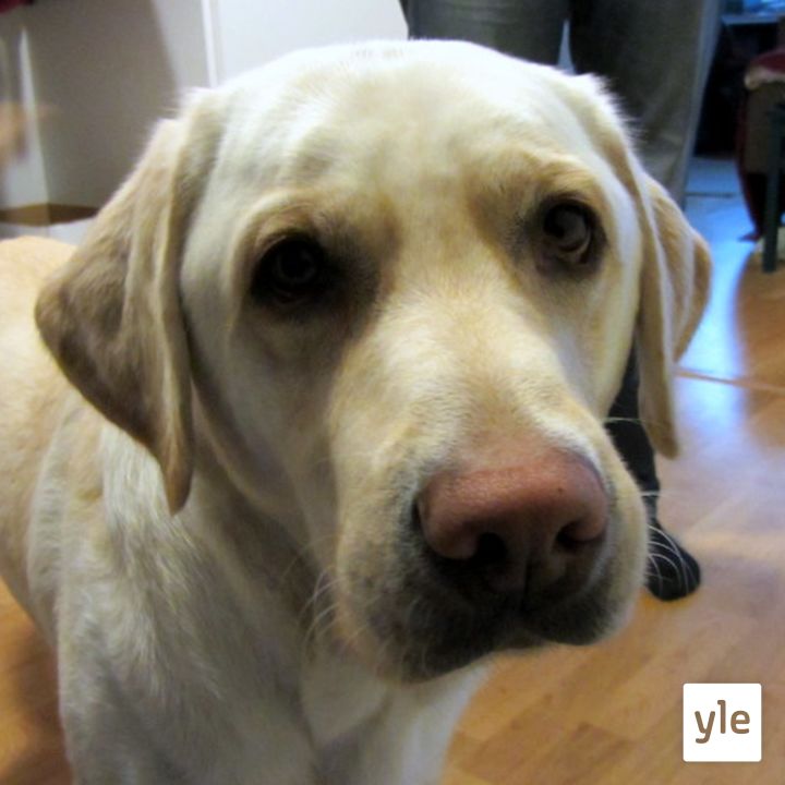 Jokapaikan Reetta: Opaskoirien johdatuksessa