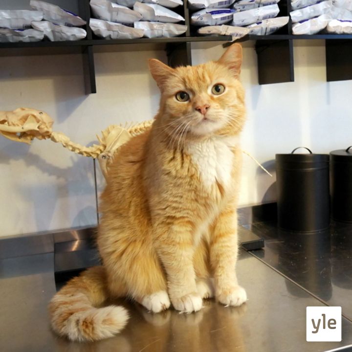 Jokapaikan Reetta: Eläinklinikalla Kruusilassa