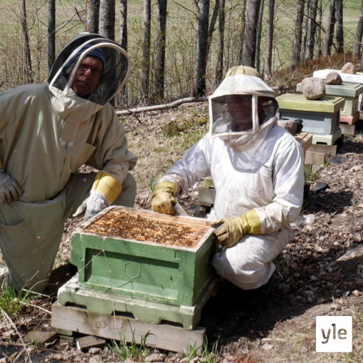 Jokapaikan Reetta: Mehiläistarhalla Evitskogissa