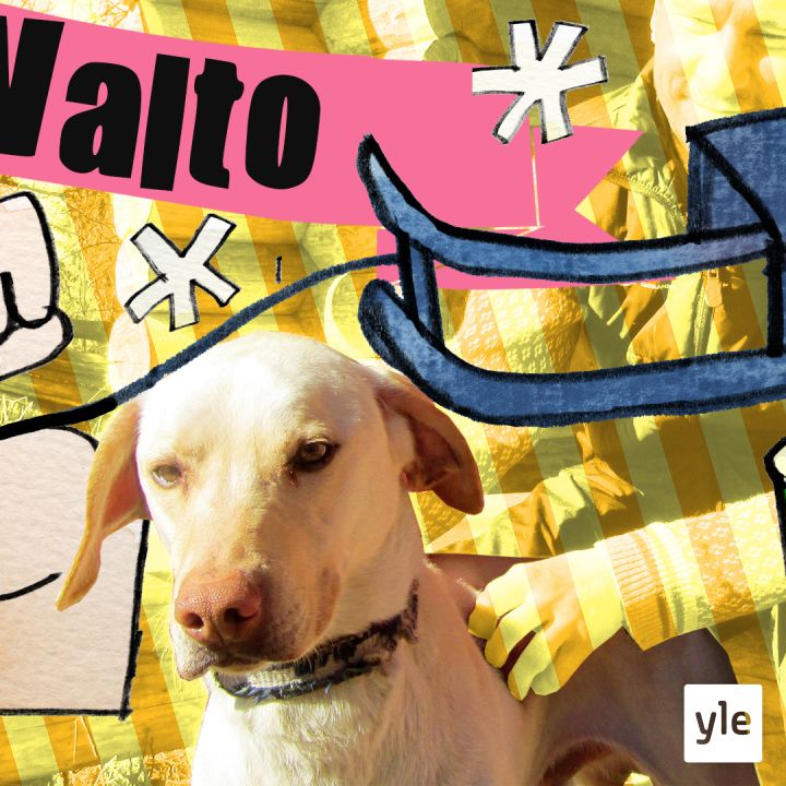 Rekikoira Valto