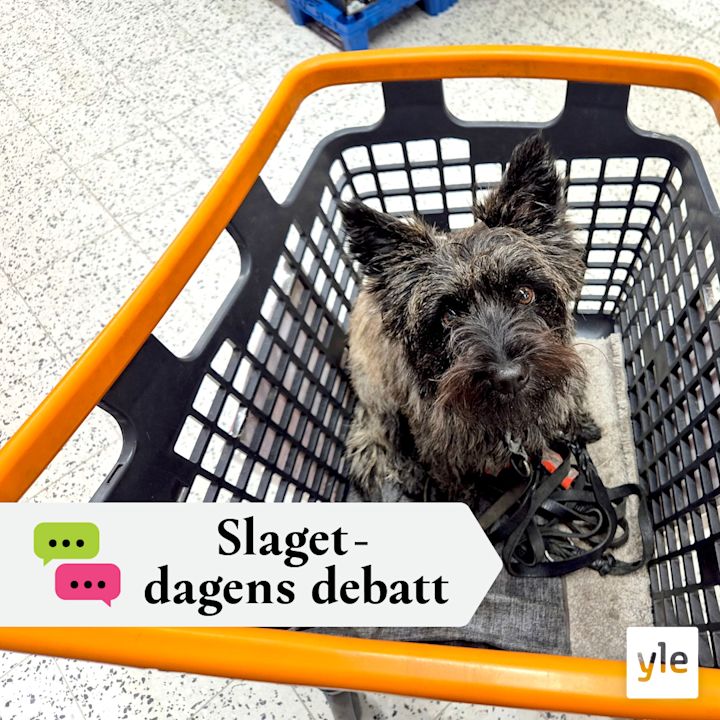 Måste hunden följa med överallt?