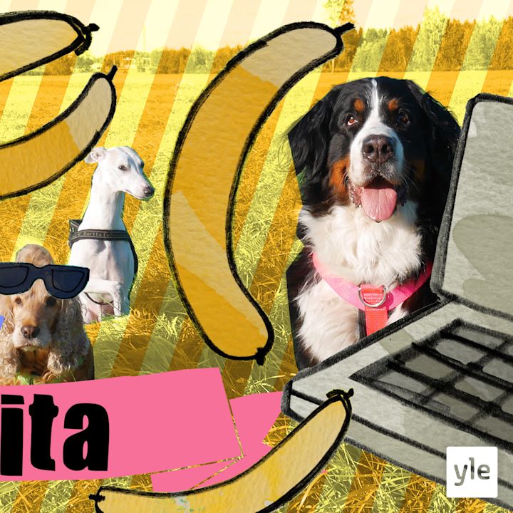 Somepäällikkö Anita