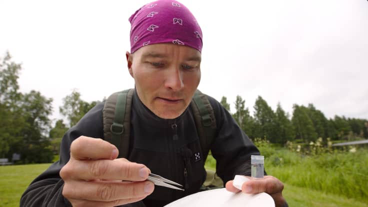 Amanuenssi Jukka Salmela Lapin Maakuntamuseosta koepyydysti hyönteisiä Rovaniemellä Kirkkolammen rannalta 20.7.2017