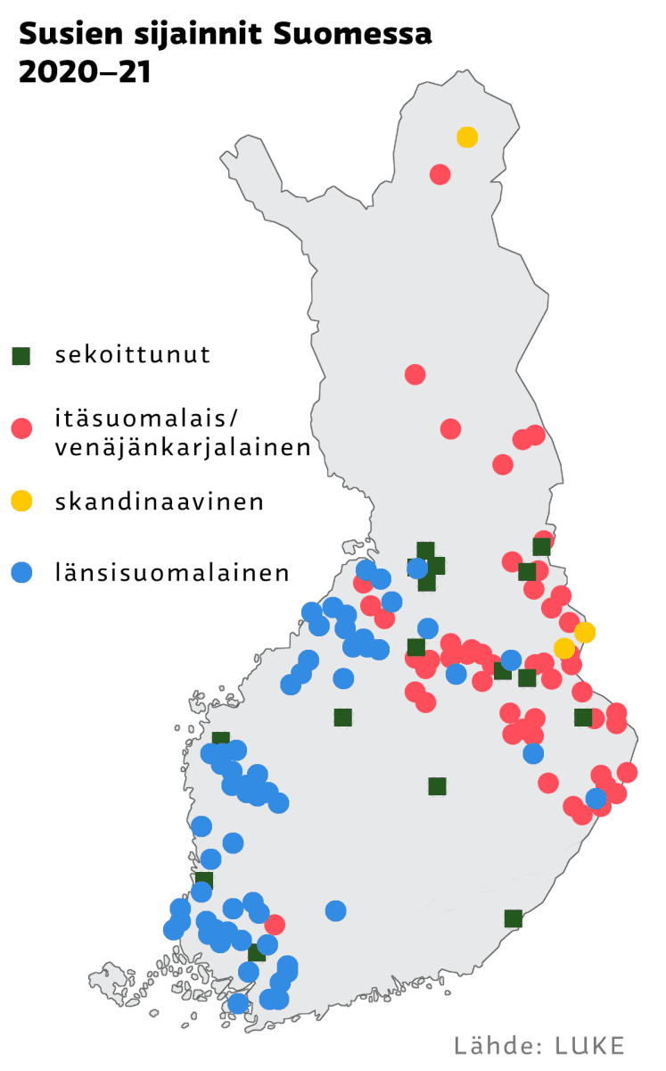 Luonnonvarakeskus määritteli, miten paljon susia Suomeen mahtuisi –  poronhoitoalueen eteläpuolella voisi elää jopa 1 200 sutta