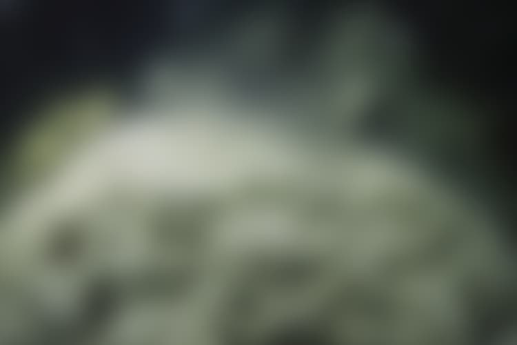 ilkeä eebenpuu porno videot