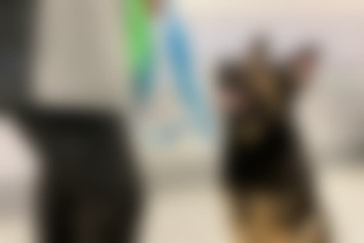 Suomen Koronatoimia Kehutaan Koronakoirat Saavat Huomiota Maailmalla Yle Uutiset Yle Fi