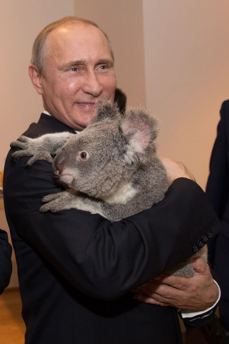 Mies ja koala