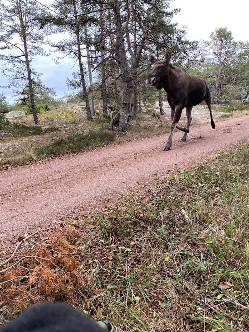 Олень бегает бегает вдоль грунтовой дороги.