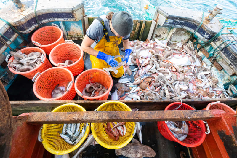 Рибалка сортує морепродукти в різнокольорові відра.