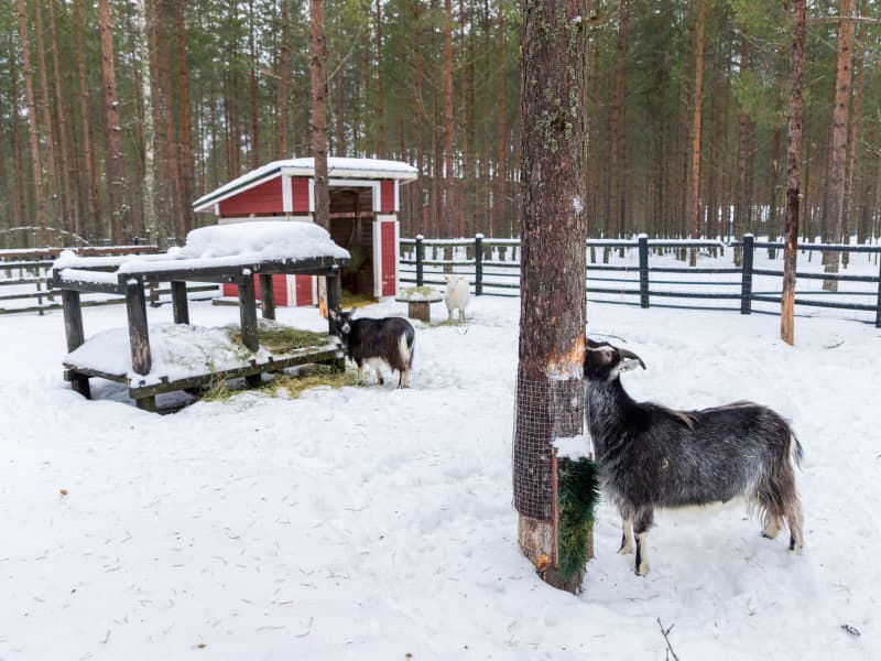 Goats in the pen.