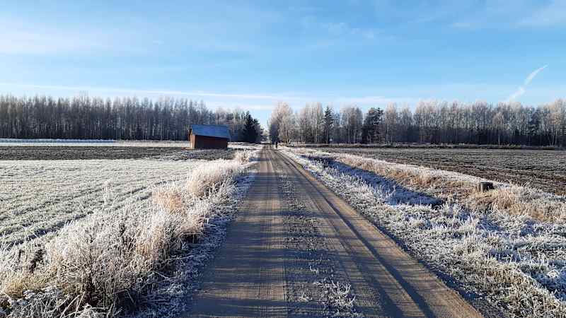 The sand road cuts through the field, the plants are in the rain, the sky is blue.