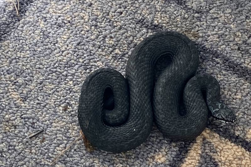 A dark viper lies on a wool carpet.