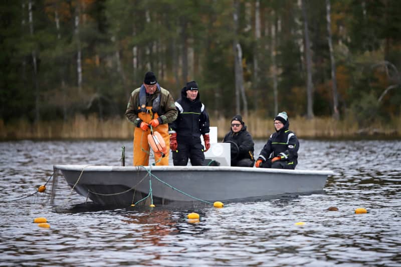 A professional fisherman and Metsähallitus employees fishing for the mother fish of the Saimaa salmon in Saimaa.