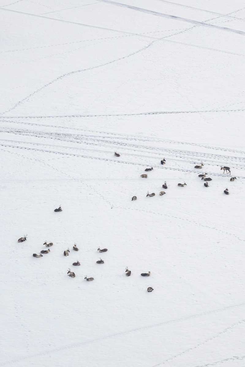 Deer on the ice of the lake, photographed from helicopter.