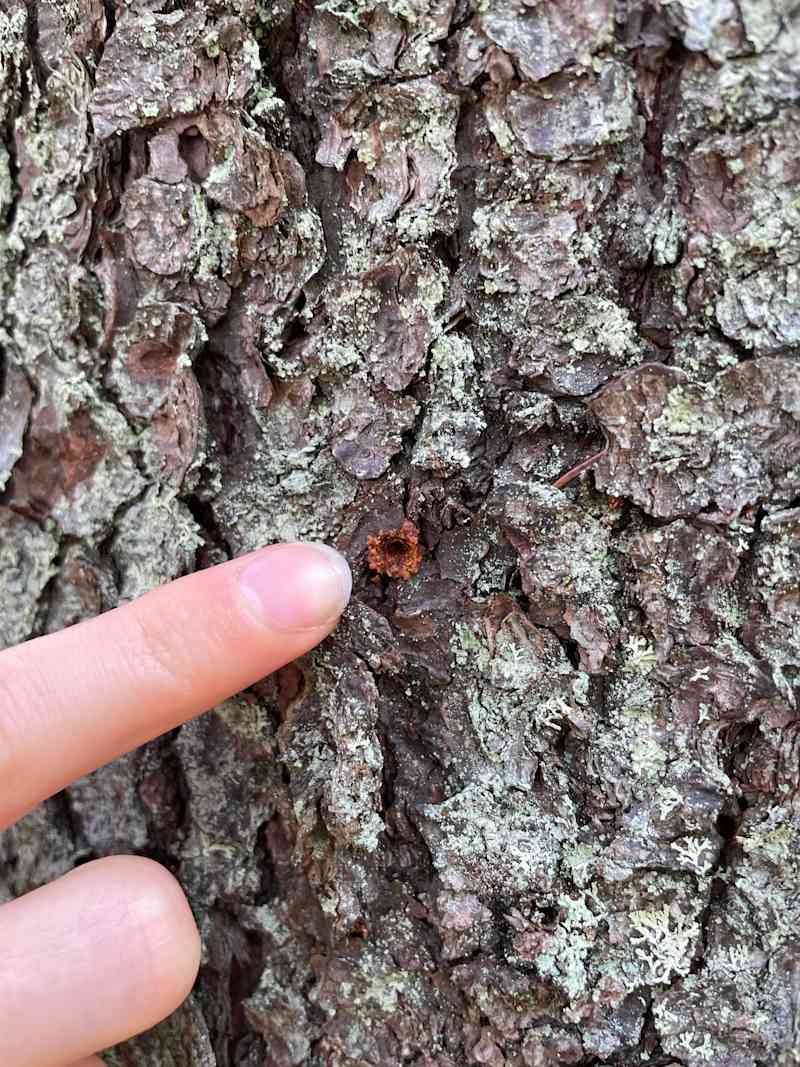 The finger shows a small round hole on the spruce frame, from which there is a bite of the bite after the beetle beetle dug into the egg.