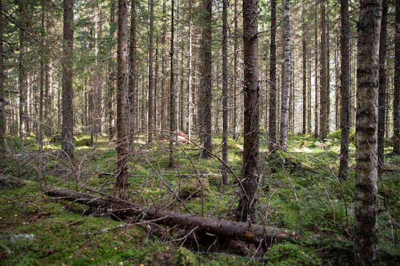 Forest, fabric forest, forest inventory.