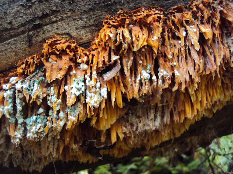 A moldy orange dwarf fungus grows on the trunk of a tree.