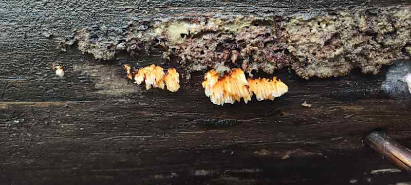 An orange, whistle-like dwarf grows on the trunk of a tree.