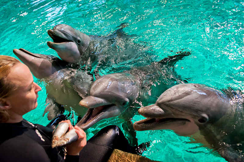 Dolphins in the Dolphinarium in 2015.