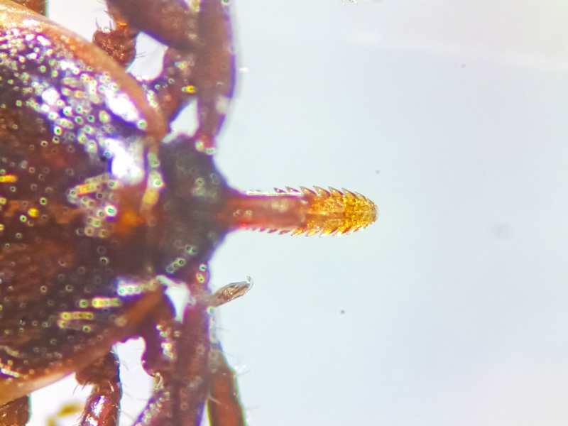 Microscopic image of a tick -borne suction strike