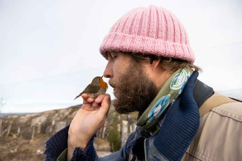 A bearded man dressed in a pink beanie holds a red breast in his hand, whose beak touches the man's nose.