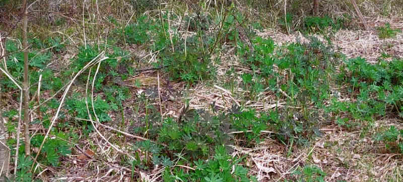 New vegetation of lupine in dry grass.