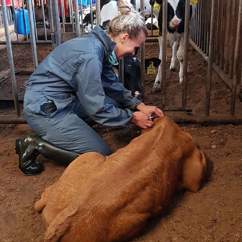 Venla Jyrkinen spins the cow.