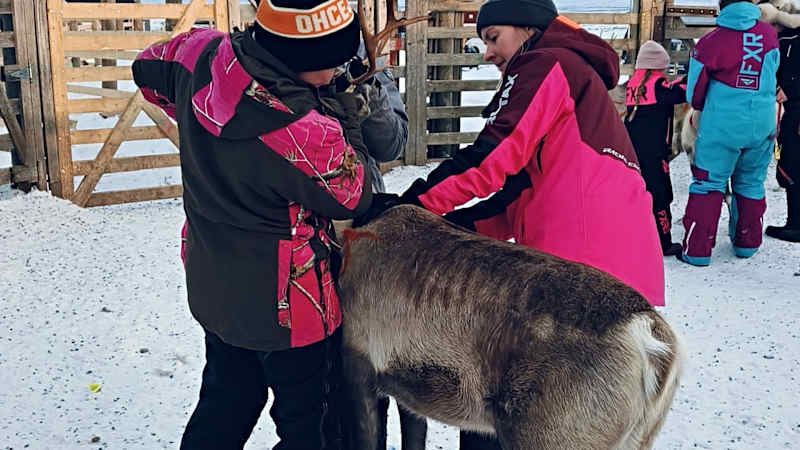 Venla spins the reindeer in the enclosure.