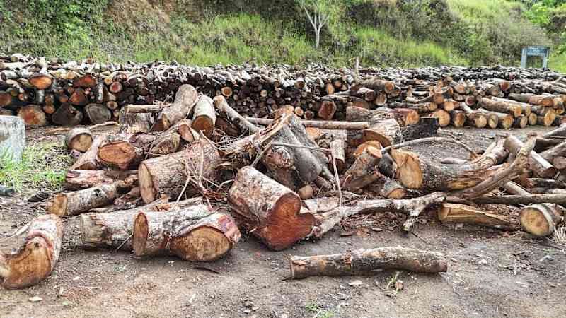 Felled trees cut into logs.