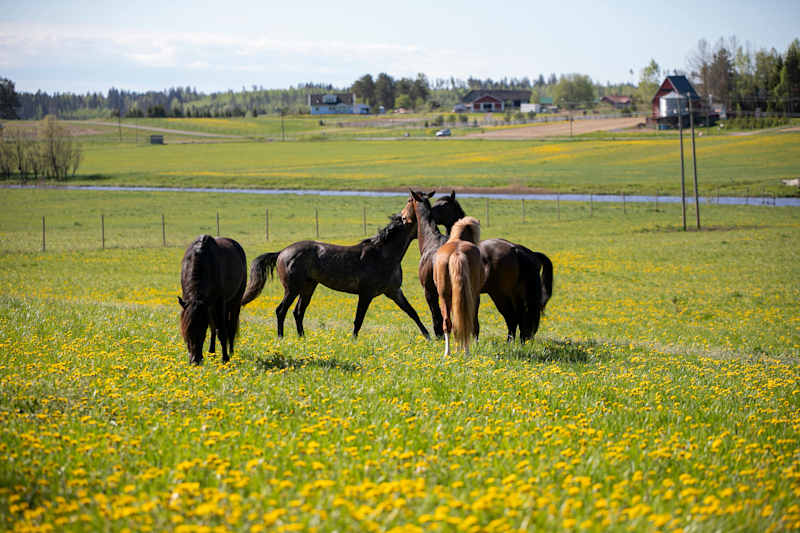 Black and brown horses on a pasture growing dandelions.