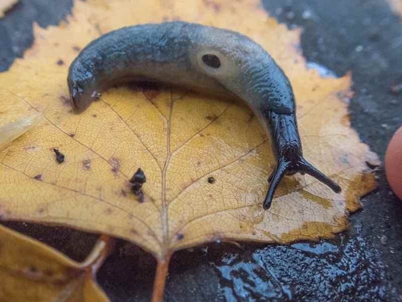 On top of the yellow leaf is a blackhead.