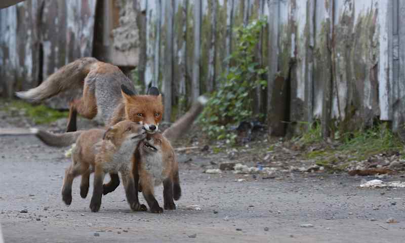 A fox walks with two cubs.
