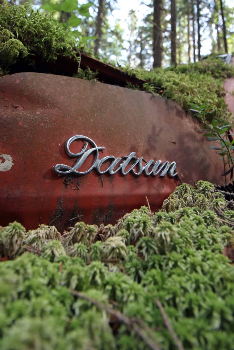 Ruosteinen sammaleen alta pilkottava Datsunin logo.