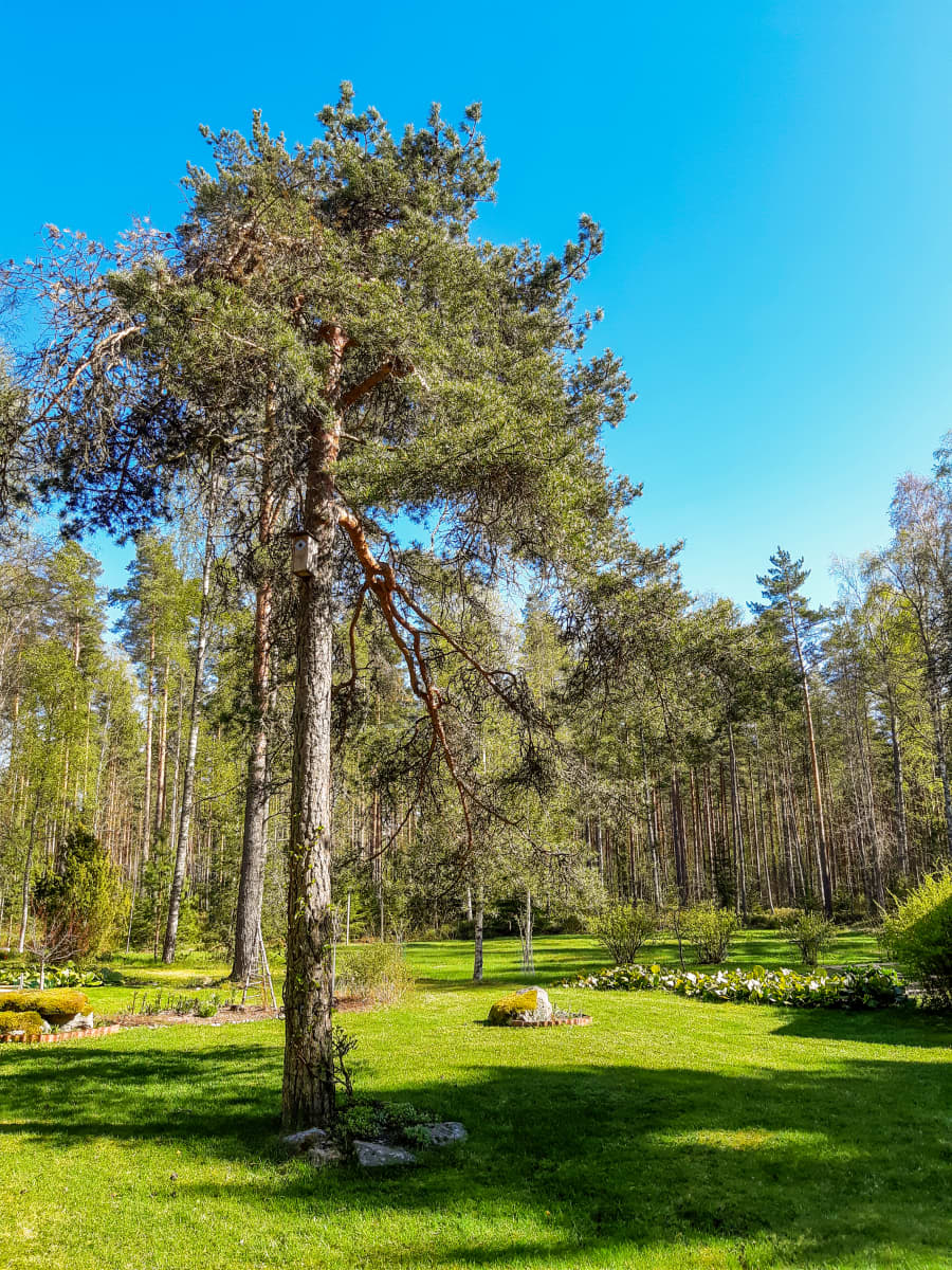 Suomen ihastuttavin puu -finalisti, Papan hevosen kiinnityspuu.