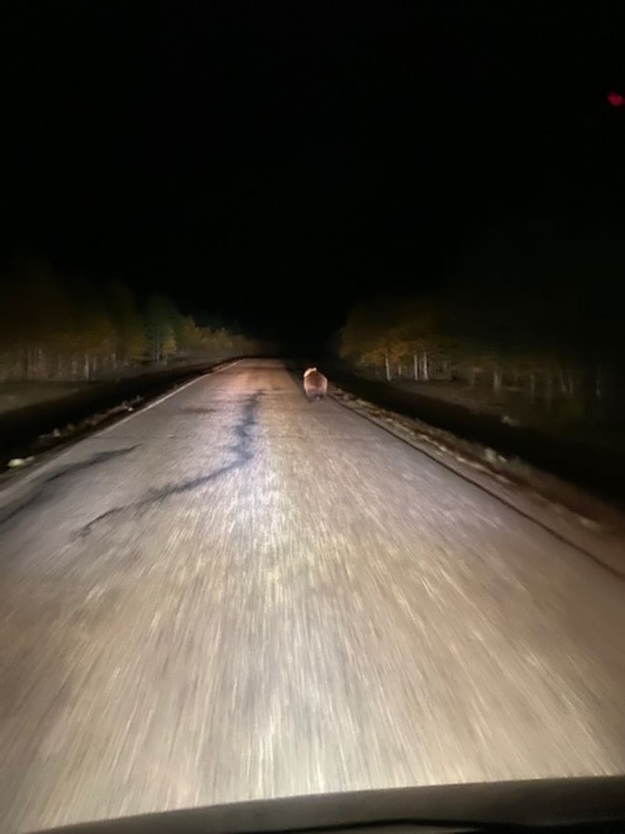Karhu juoksee auton edessä pimeällä tiellä.